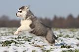 SIBERIAN HUSKY 235